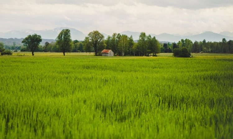 The Future of Farmland Investment in India: Opportunities and Emerging Trends